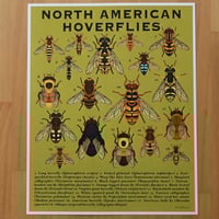 North American Hoverflies Print