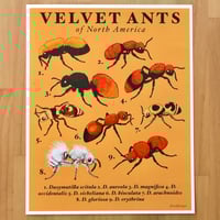 Velvet Ants Print