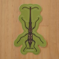 New Zealand Giraffe Weevil Sticker