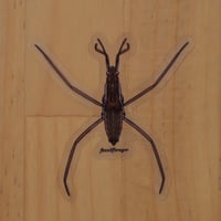 Image 2 of Water Strider Sticker *Clear!*