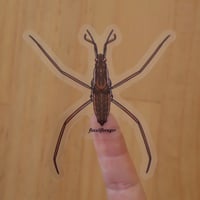 Image 1 of Water Strider Sticker *Clear!*