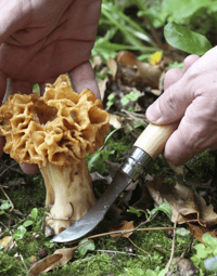 Image 3 of OPINEL X MALBON NO.08 MUSHROOM KNIFE [2025]