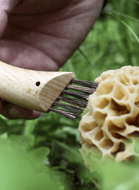 Image 4 of OPINEL X MALBON NO.08 MUSHROOM KNIFE [2025]