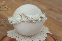 Newborn/Sitter Halo 24