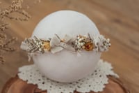 Newborn/Sitter Halo 50