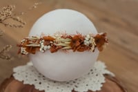 Newborn/Sitter Halo 51