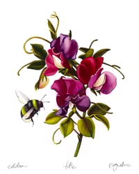Image 1 of 'Sweet pea' 8x10" Limited Edition Fine Art Prints