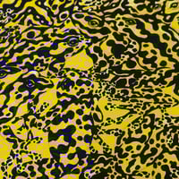 Image 4 of Poison Arrow Frog