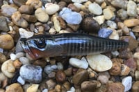 Image 3 of SPEEDBAITS Custom Airbrushed Topwater Popper 9203