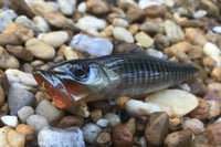 Image 1 of SPEEDBAITS Custom Airbrushed Topwater Popper 9203