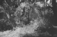 Image 4 of Wild Rose - Gabrielle Duplantier