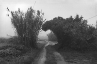 Image 2 of Wild Rose - Gabrielle Duplantier