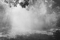 Image 5 of Wild Rose - Gabrielle Duplantier