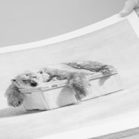 Image 4 of Cooler Age - Main Edition