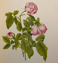 Image 3 of Old Garden Roses by Sacheverell Sitwell 