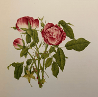 Image 2 of Old Garden Roses by Sacheverell Sitwell 