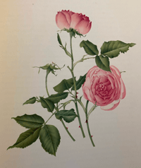 Image 4 of Old Garden Roses by Sacheverell Sitwell 