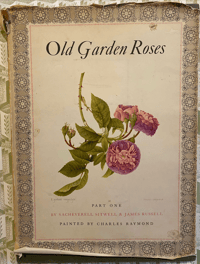 Image 1 of Old Garden Roses by Sacheverell Sitwell 