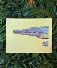 Image 1 of American Crocodile 