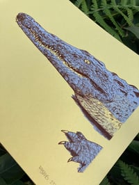 Image 2 of American Crocodile 