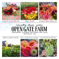 Image 2 of Dahlia Tubers