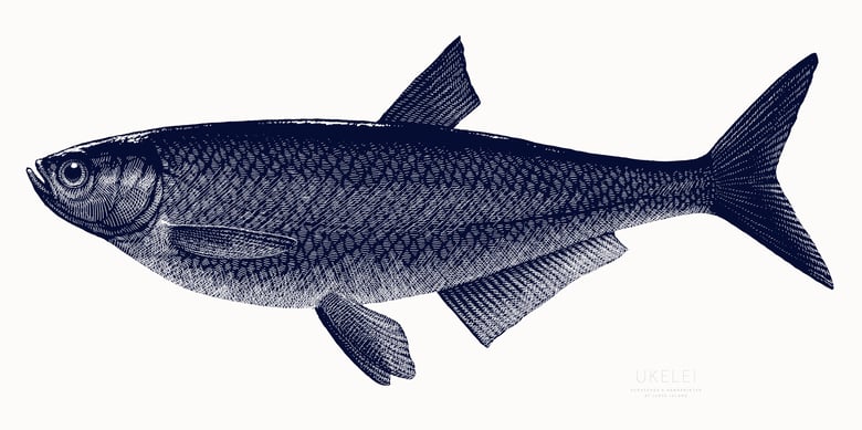 Image of »Ukelei« Screen Print