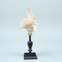 Image 4 of Coquillage Murex sur socle en bois tourné noirci Napoléon III fin XIXe -  Cabinet de curiosités 