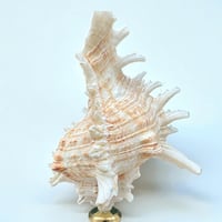 Image 3 of Coquillage Murex sur socle en bois tourné noirci Napoléon III fin XIXe -  Cabinet de curiosités 