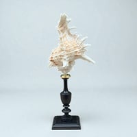 Image 5 of Coquillage Murex sur socle en bois tourné noirci Napoléon III fin XIXe -  Cabinet de curiosités 