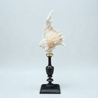 Image 6 of Coquillage Murex sur socle en bois tourné noirci Napoléon III fin XIXe -  Cabinet de curiosités 