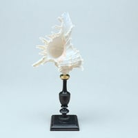 Image 1 of Coquillage Murex sur socle en bois tourné noirci Napoléon III fin XIXe -  Cabinet de curiosités 