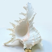 Image 2 of Coquillage Murex sur socle en bois tourné noirci Napoléon III fin XIXe -  Cabinet de curiosités 