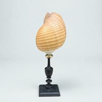 Image 4 of Coquillage Tonna Galea sur socle en bois tourné noirci Napoléon III -  Cabinet de curiosités 