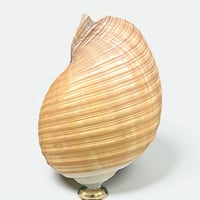 Image 5 of Coquillage Tonna Galea sur socle en bois tourné noirci Napoléon III -  Cabinet de curiosités 