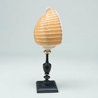 Image 3 of Coquillage Tonna Galea sur socle en bois tourné noirci Napoléon III -  Cabinet de curiosités 