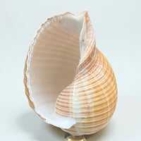 Image 6 of Coquillage Tonna Galea sur socle en bois tourné noirci Napoléon III -  Cabinet de curiosités 