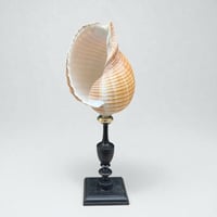 Image 1 of Coquillage Tonna Galea sur socle en bois tourné noirci Napoléon III -  Cabinet de curiosités 