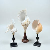 Image 7 of Coquillage Triton sur socle en bois Napoléon III -  Charonia Lampas - Cabinet de curiosités 