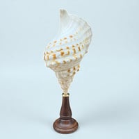 Image 5 of Coquillage Triton sur socle en bois Napoléon III -  Charonia Lampas - Cabinet de curiosités 