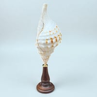 Image 6 of Coquillage Triton sur socle en bois Napoléon III -  Charonia Lampas - Cabinet de curiosités 