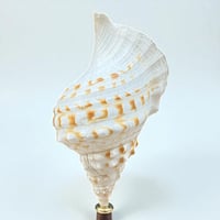 Image 3 of Coquillage Triton sur socle en bois Napoléon III -  Charonia Lampas - Cabinet de curiosités 