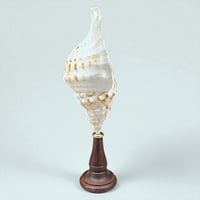 Image 4 of Coquillage Triton sur socle en bois Napoléon III -  Charonia Lampas - Cabinet de curiosités 