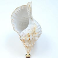 Image 2 of Coquillage Triton sur socle en bois Napoléon III -  Charonia Lampas - Cabinet de curiosités 