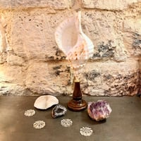 Image 9 of Coquillage Triton sur socle en bois Napoléon III -  Charonia Lampas - Cabinet de curiosités 