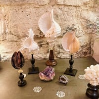 Image 10 of Coquillage Triton sur socle en bois Napoléon III -  Charonia Lampas - Cabinet de curiosités 