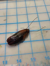 Image 3 of Big Roach Pin