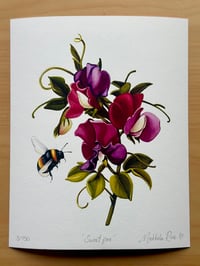 Image 2 of 'Sweet pea' 8x10" Limited Edition Fine Art Prints