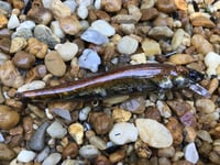 Image 6 of Custom Airbrushed Jerkbait TA 110 8743