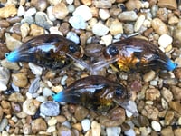 Image 21 of Custom Airbrushed S-CRANK 1.5 Squarebill Crankbait  8959