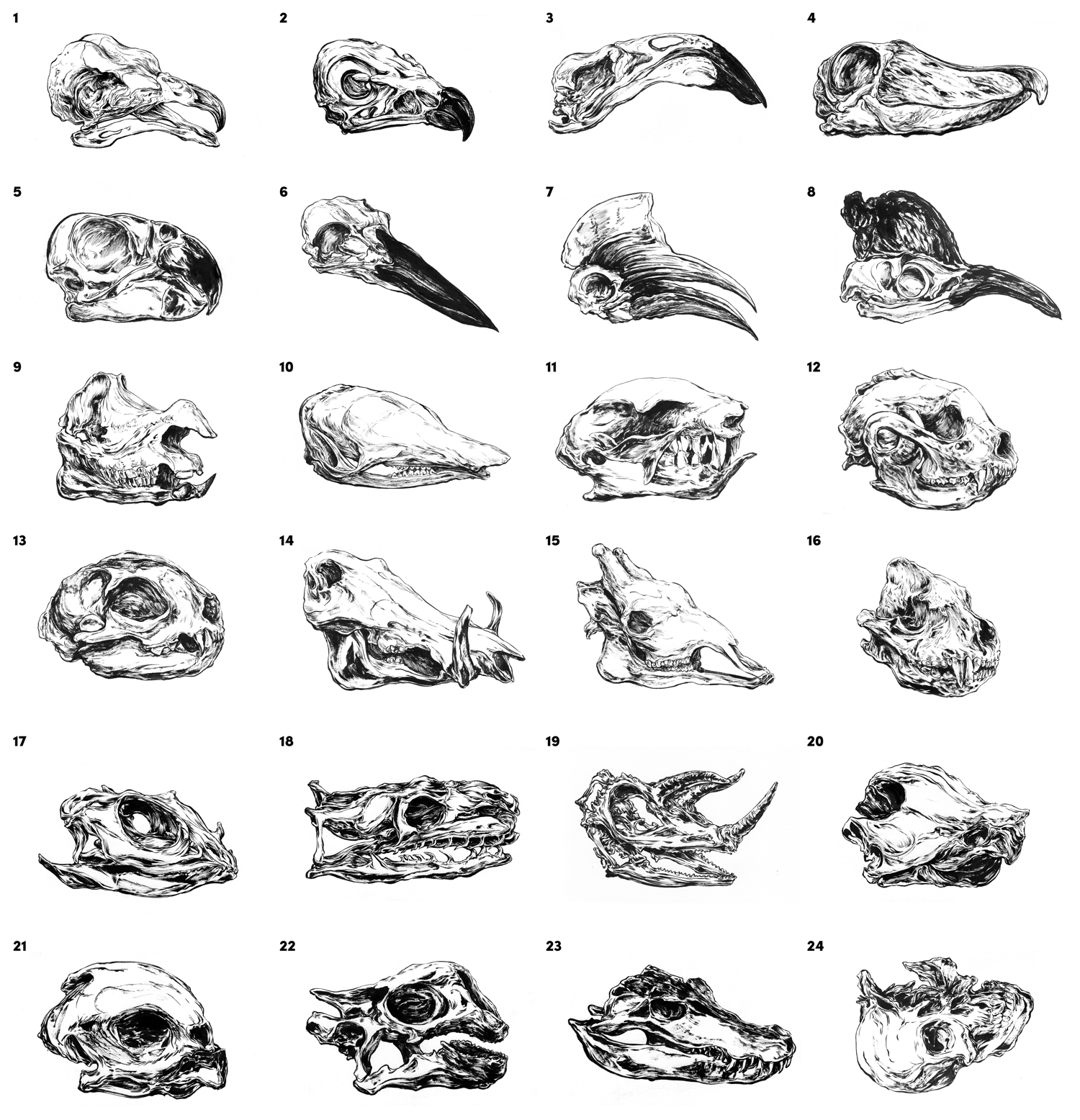 Image of Skull Drawings!